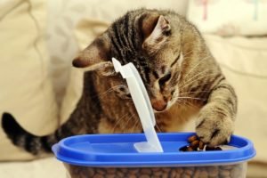 Where To Buy Food Storage Cat Bin