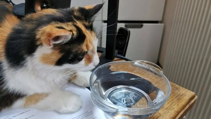 Can Cats See Water in a Bowl