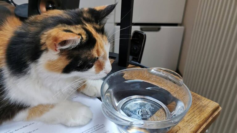 Can Cats See Water in a Bowl