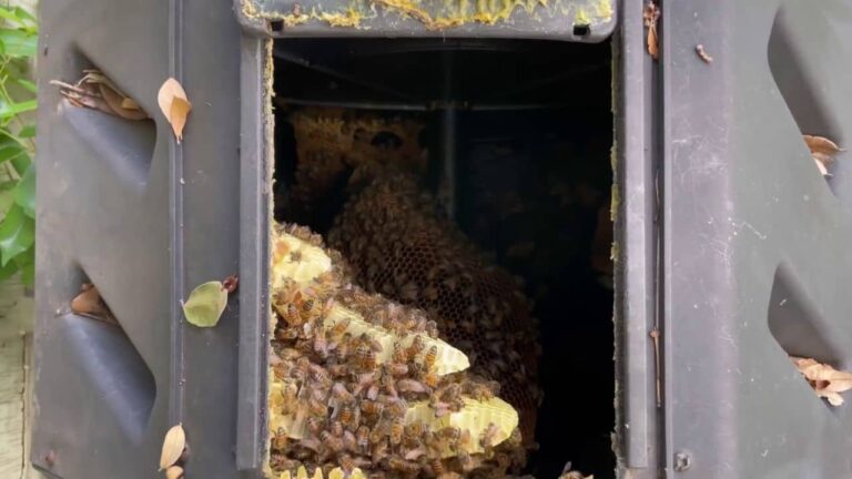 Why Are Bees in My Compost Bin