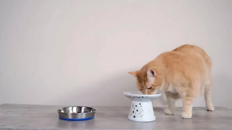 How to choose a cat bowl